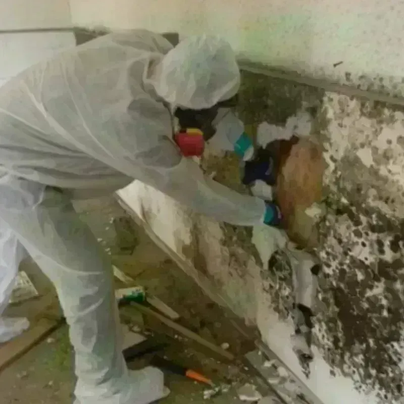 Mold Remediation and Removal in Montezuma, IA